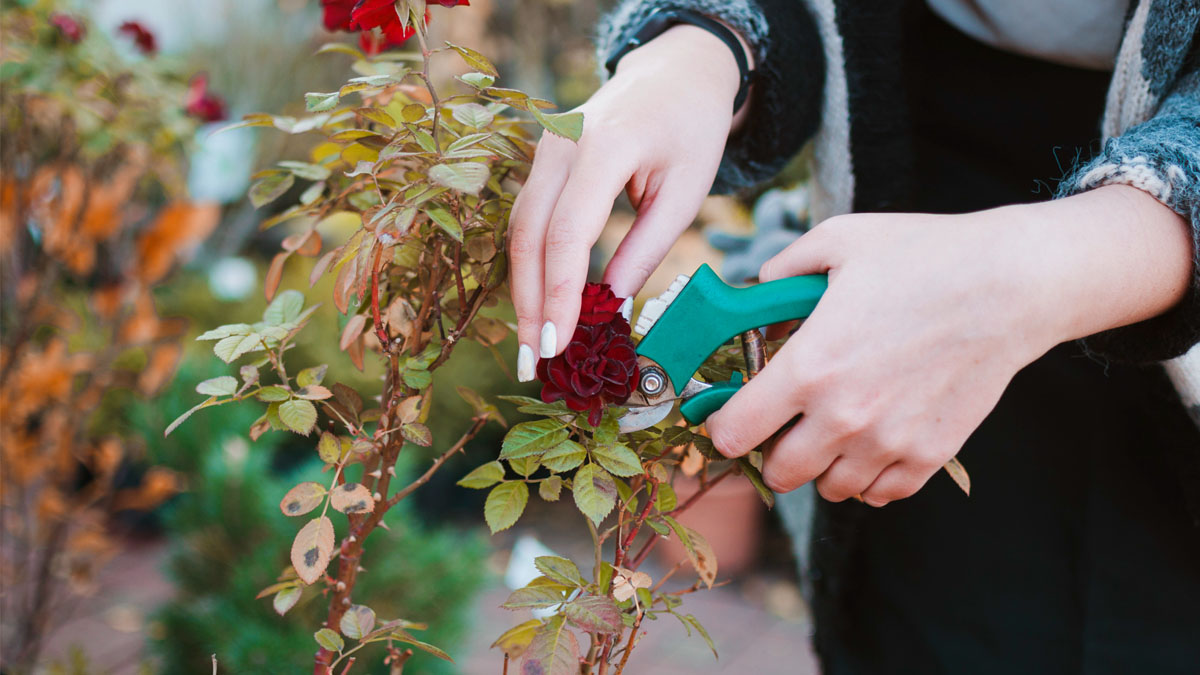Taillez ces plantes et arbustes en octobre ! Elles pousseront beaucoup mieux au printemps