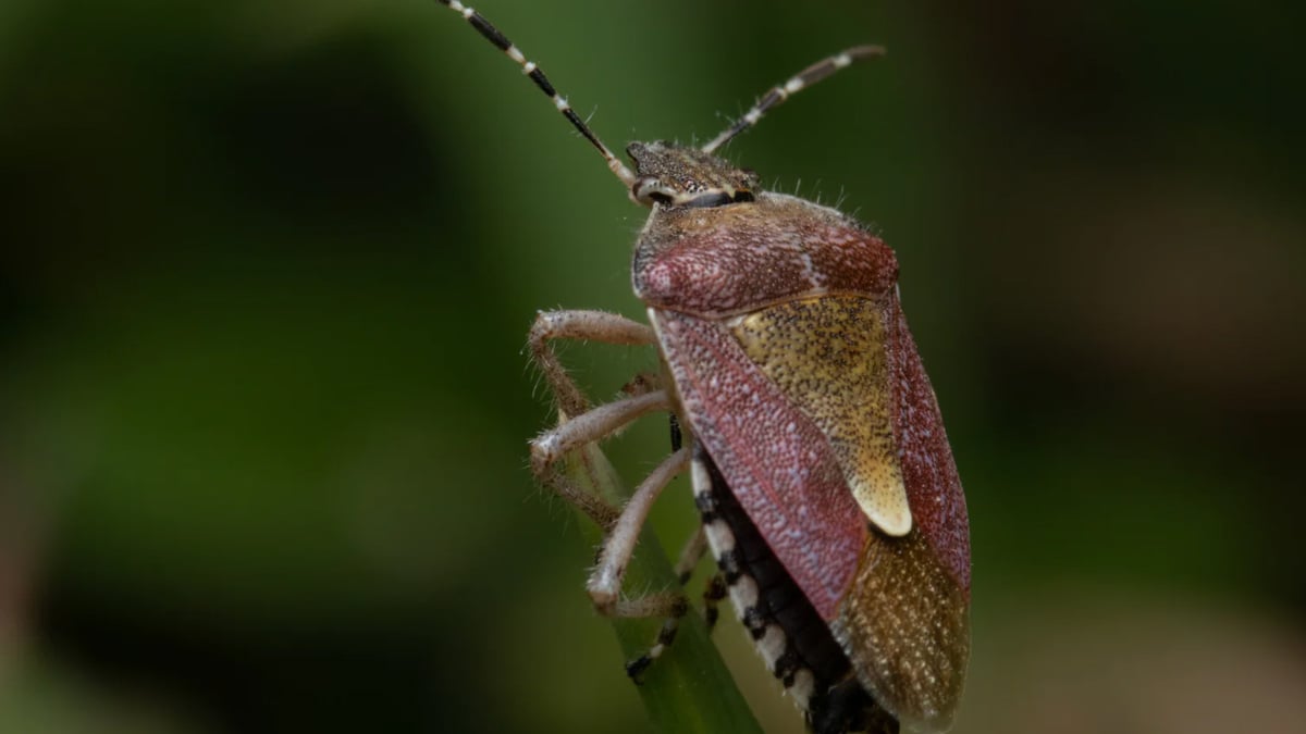 Une punaise marron dans la maison : voici ce que cela signifie