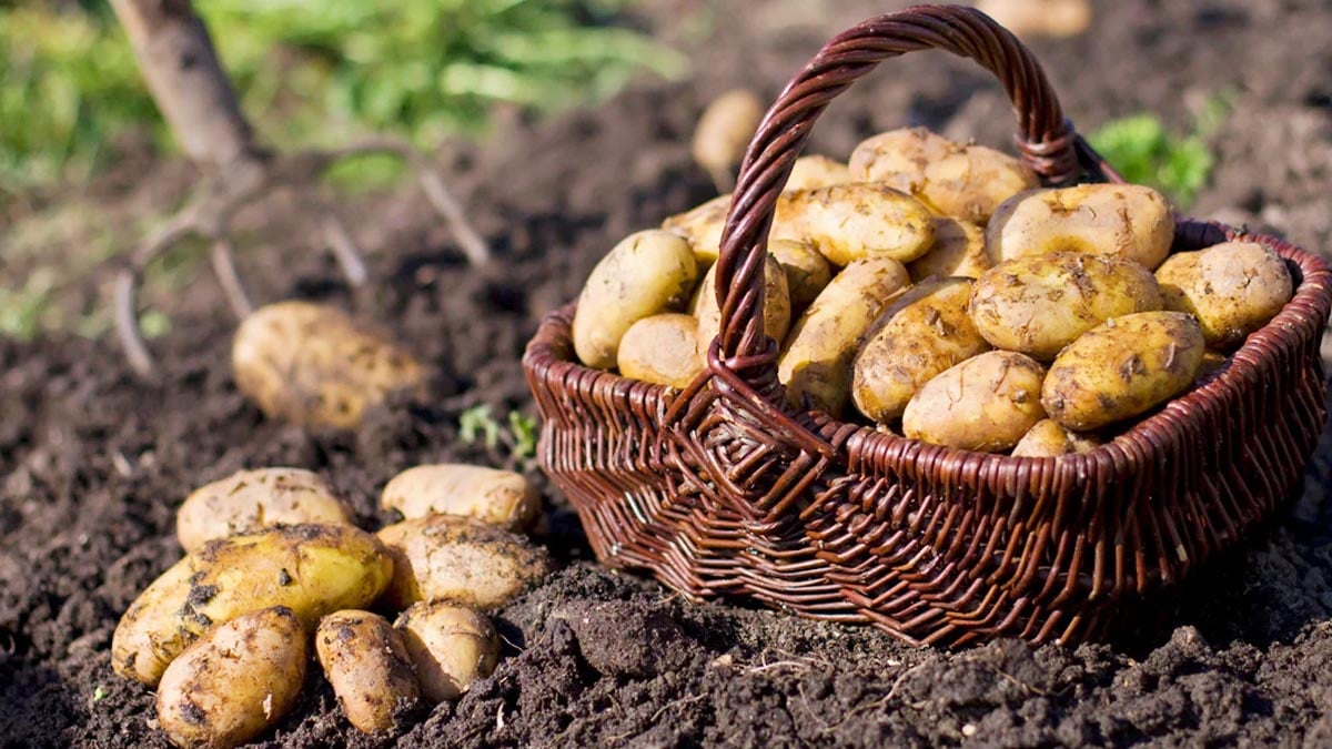 « À 60 ans, j’ai enfin compris » : cet espace de la maison préserve vos pommes de terre pendant 12 semaines
