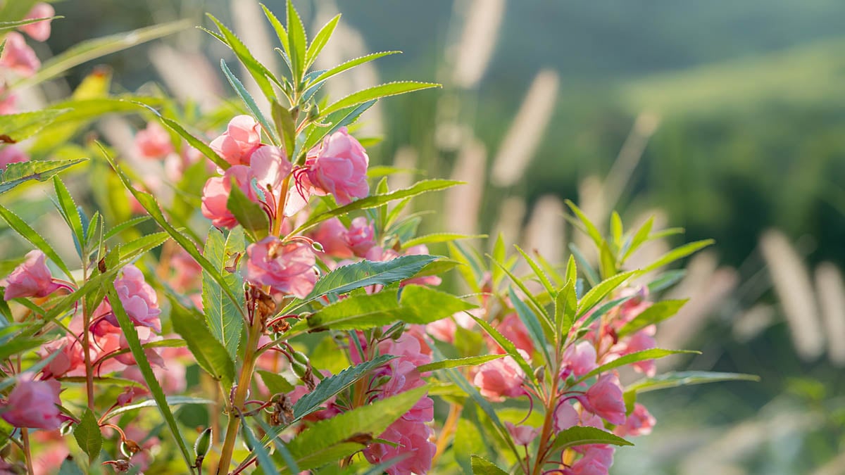 C’est confirmé : cette plante pourtant très commune n’est plus autourisée dans les jardins en France !