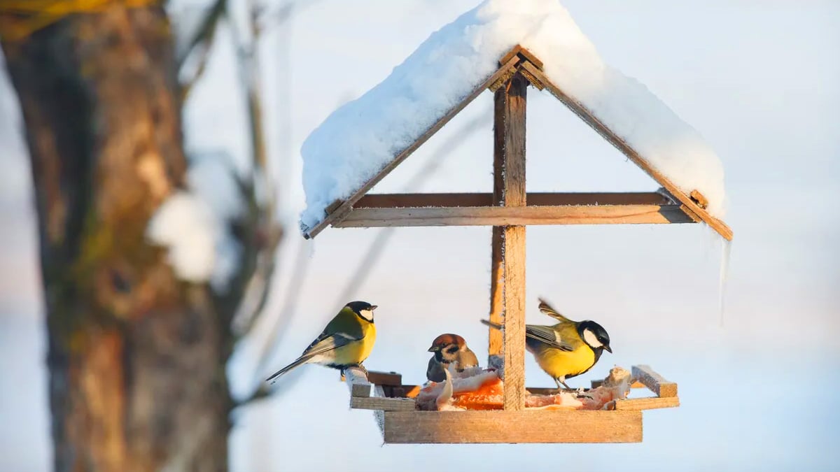 Faut-il vraiment nourrir les oiseaux en hiver ? Le verdict des chercheurs