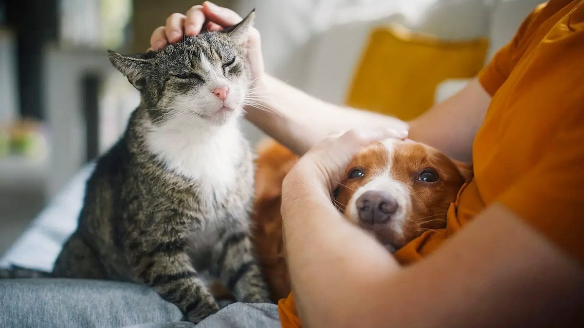 Logement : ai‑je le droit d’avoir un animal de compagnie si mon propriétaire s’y oppose ?