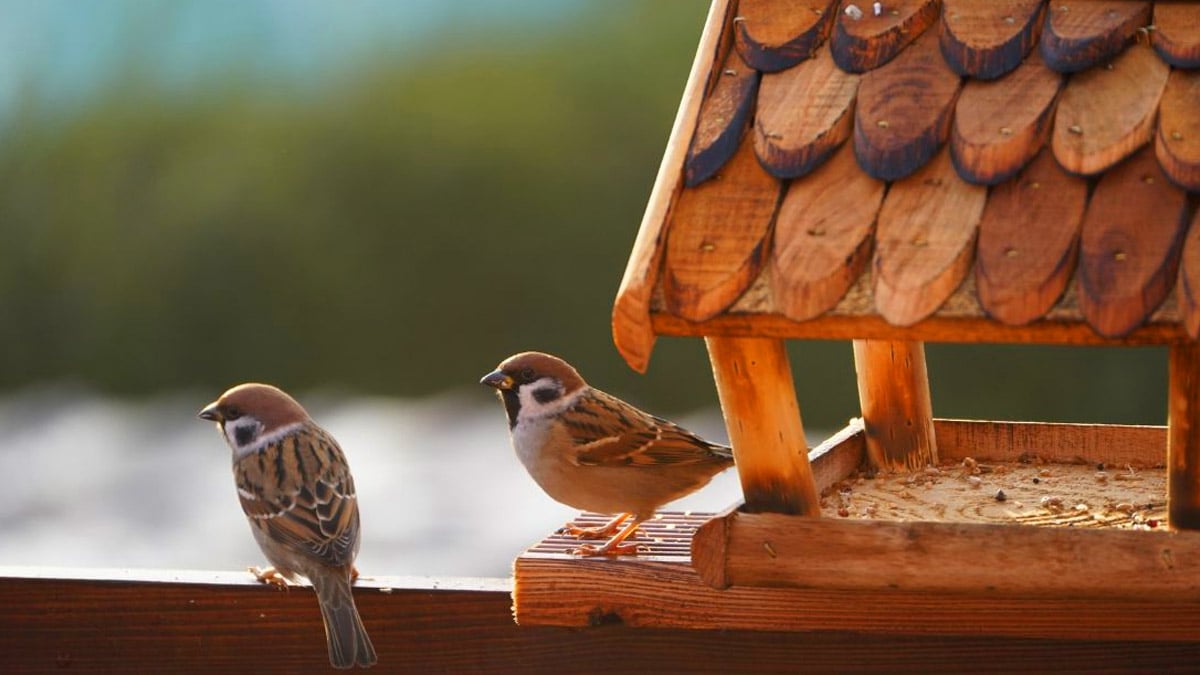 Novembre approche : voici les restes de cuisine qui sauveront les oiseaux