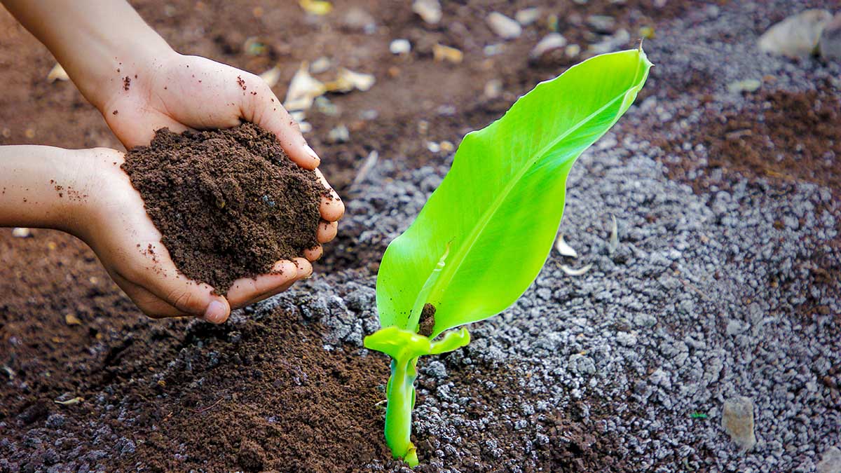 Planter des bananes au potager : découvrez pourquoi cette tendance séduit de plus en plus de jardiniers