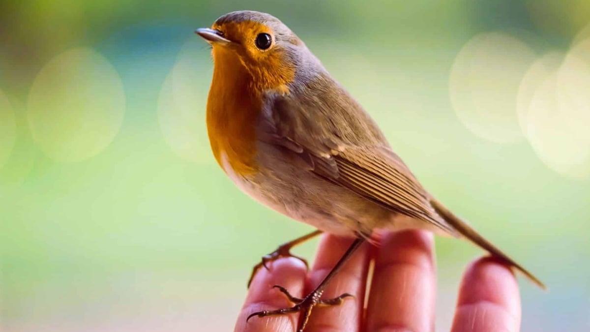 Rouge-gorge : peut-on vraiment l’apprivoiser et le nourrir à la main ?