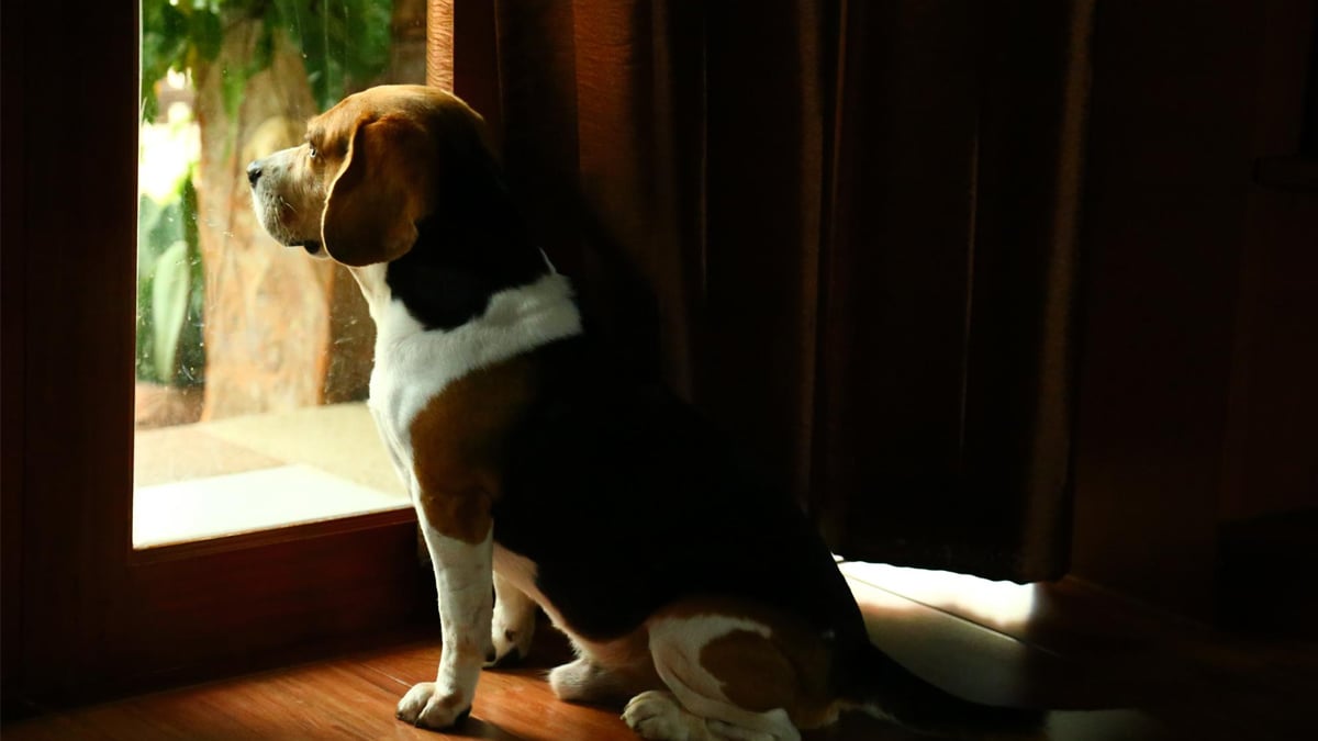 Voici la durée maximale pour laisser un chien seul à la maison