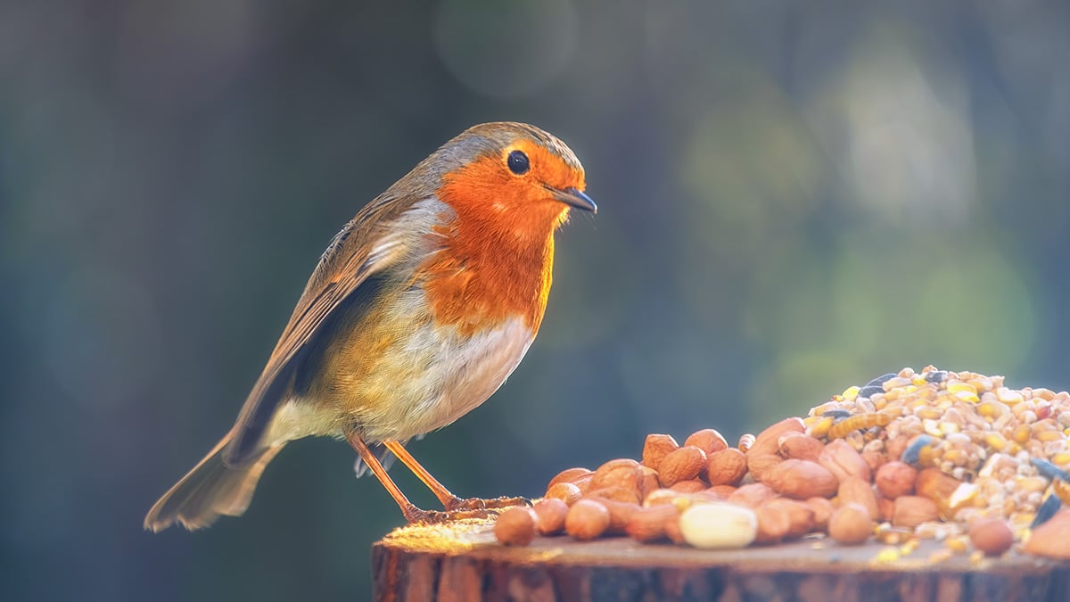 C’est confirmé : ce petit aliment négligé des jardiniers peut protéger les oiseaux en décembre