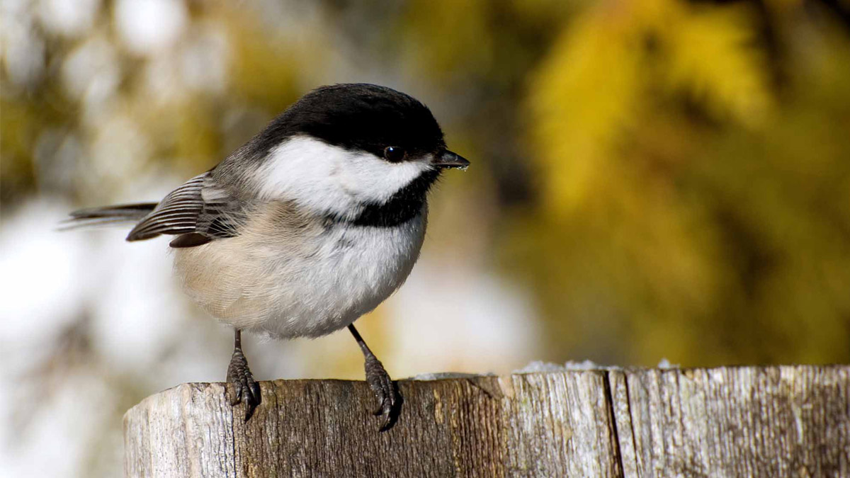 Cet hiver, ce fruit oublié devient un refuge vital pour les rouges-gorges, mésanges et merles… à condition de le placer correctement