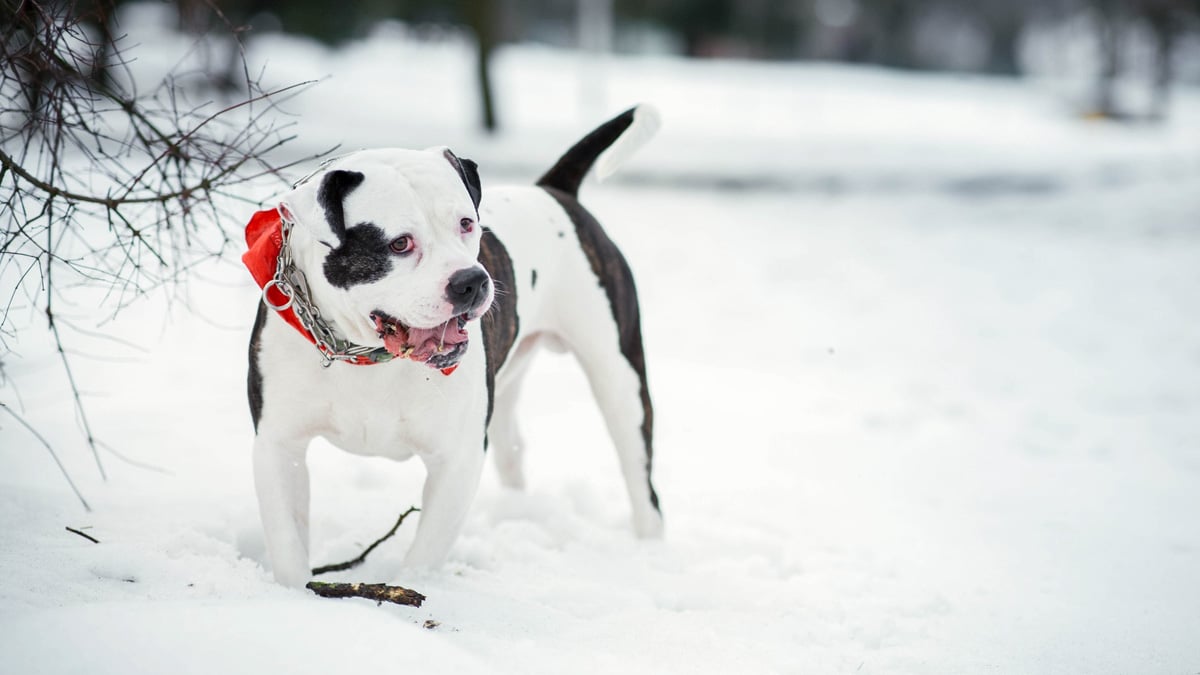 Chien sur la neige : attention au sel sur les routes, il brûle les coussinets