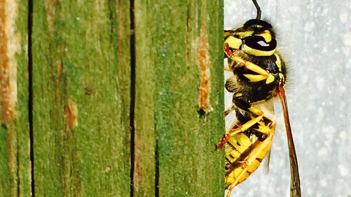 Frelon asiatique : ces plantes très courantes au jardin l’attirent chez vous sans que vous le sachiez