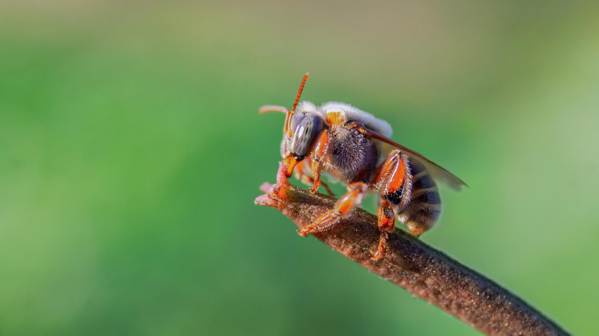Frelon asiatique : le piège à poser avant le 15 décembre pour réduire de 90 % les colonies de l’année prochaine