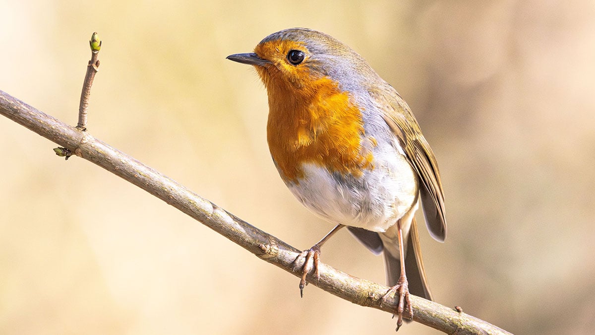 « J’ai tout essayé, mais seul cet aliment à moins de 6 € a attiré les rouges-gorges cet hiver »