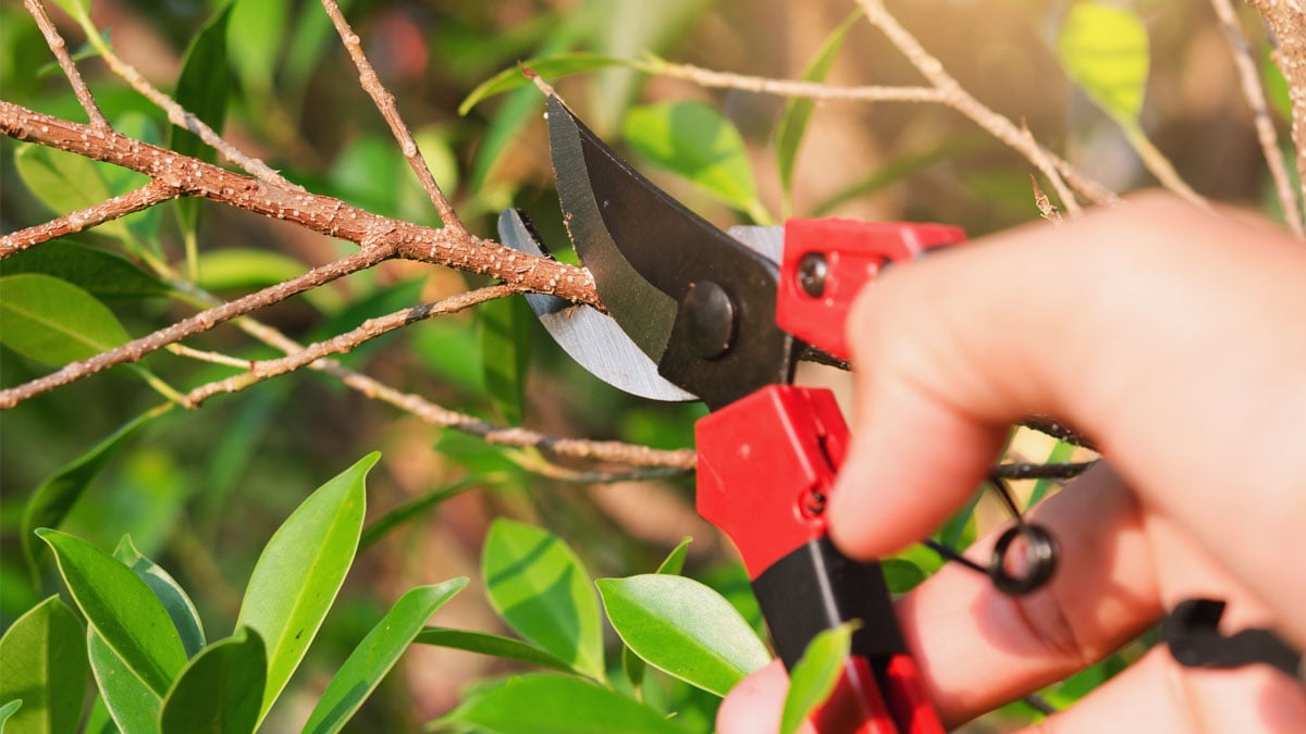 Jardin en décembre : ne taillez surtout pas ces arbres du verger — la plupart des jardiniers le font au mauvais moment