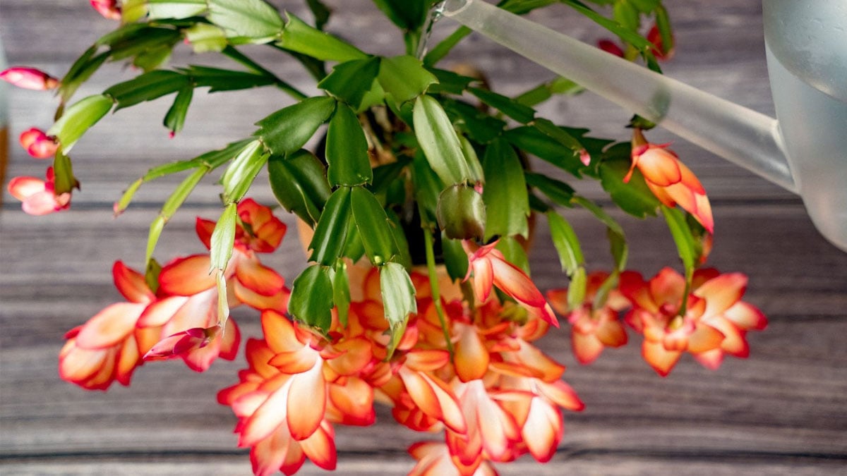 Oubliez le poinsettia et le cactus de Noël : cette rose de Noël élégante refleurit pile pour les fêtes