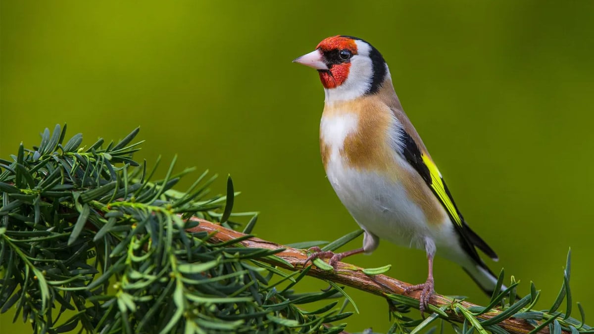 « S’il se pose chez vous, c’est un signe » : cet oiseau qui n’apparaît qu’en décembre serait annonciateur d’un grand bonheur